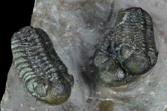 Cluster Of Three Austerops Trilobite - Jorf, Morocco #127721